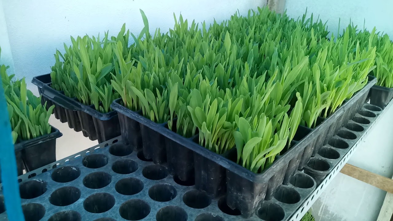 Forraje hidroponico para cuyes. Trujillo Perú  whatsApp 941591680