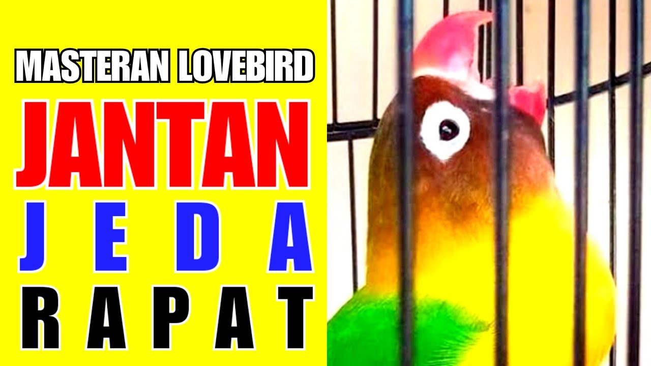 Masteran Lovebird Jantan Fighter Ngekek Gacor Jeda Rapat || Suara Burung Lovebird Jantan Fighter