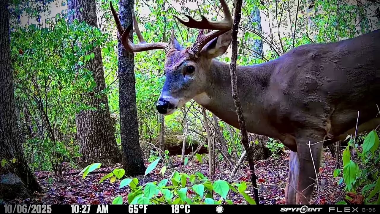 Cool Trailcam Footage of suburban Ohio Wildlife in a small 250 acre woodlot