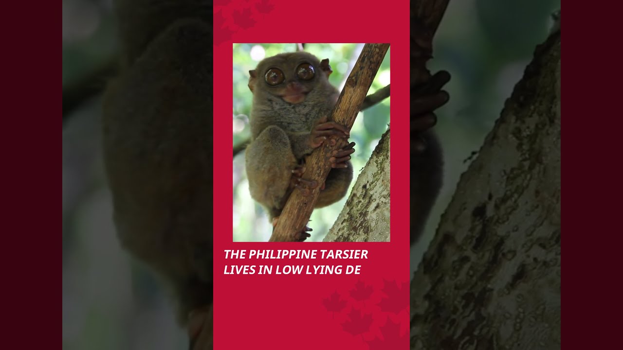 Philippine Tarsier (Carlito Syrichta) Lifespan | Mawumag #shorts