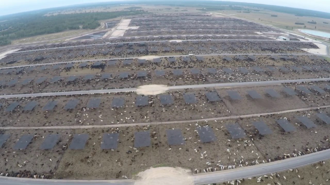 Grassdale Feedlot aerial view