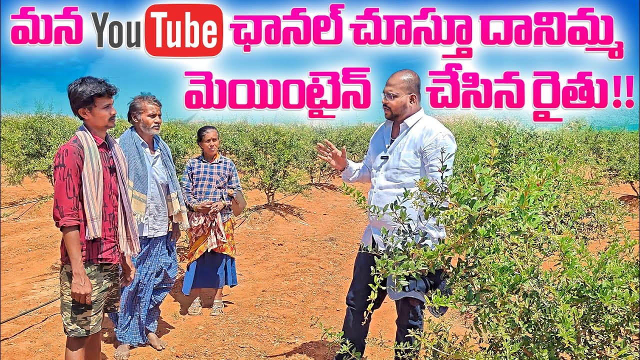 మన YouTube ఛానల్ చూస్తూ దానిమ్మ  మెయింటైన్ చేసిన రైతు!!!#pomogranate #horticulture #jilan