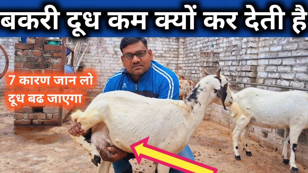 7 कारण जिससे बकरी दूध कम देती है | Bakri ka dudh kam hai | Bakri dudh kam Kyo Kar deti hai