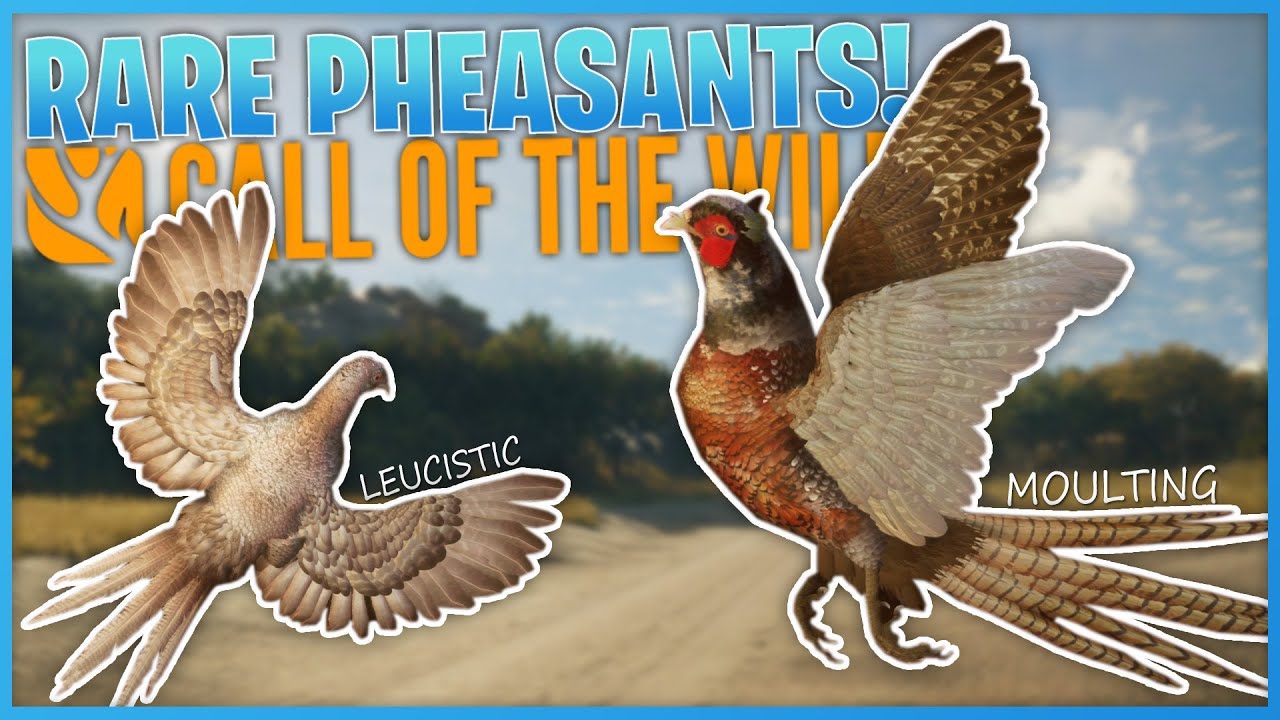 Hunting RARE PHEASANTS For The Multi-Mount! | theHunter Call Of The Wild