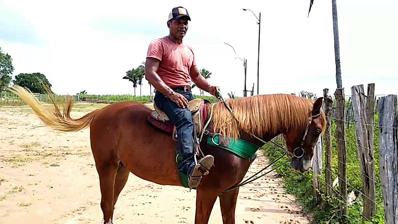 COMO ENSINAR SEU CAVALO DURO A PARAR