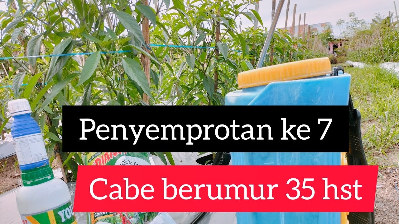 #cmk#lokal#indrapurareborn#part7 penyemprotan / penyepraian pada cabe umur 35 hst