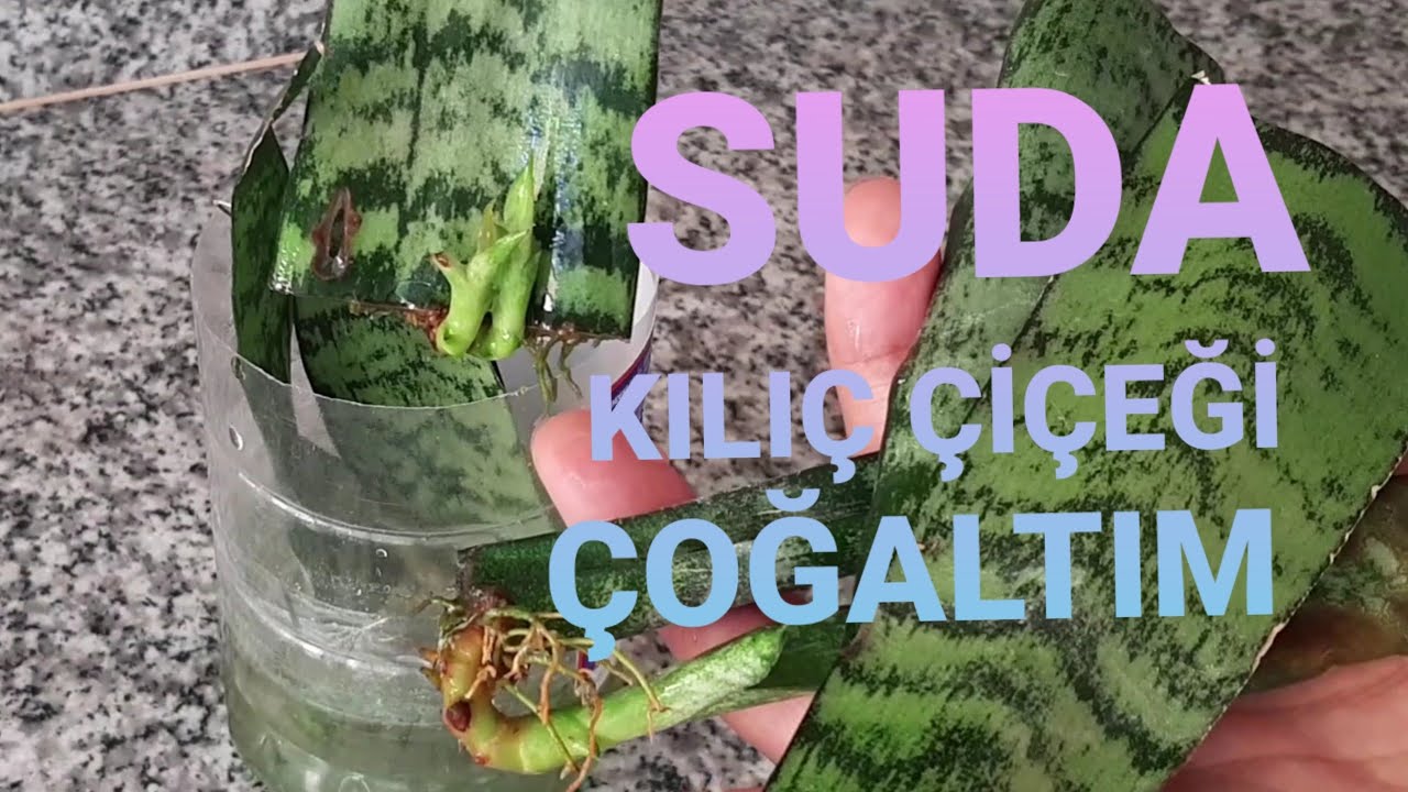 Suda kılıç çiçeği çogaltımı, Harika bir işlem Sonuç süper👍🥰