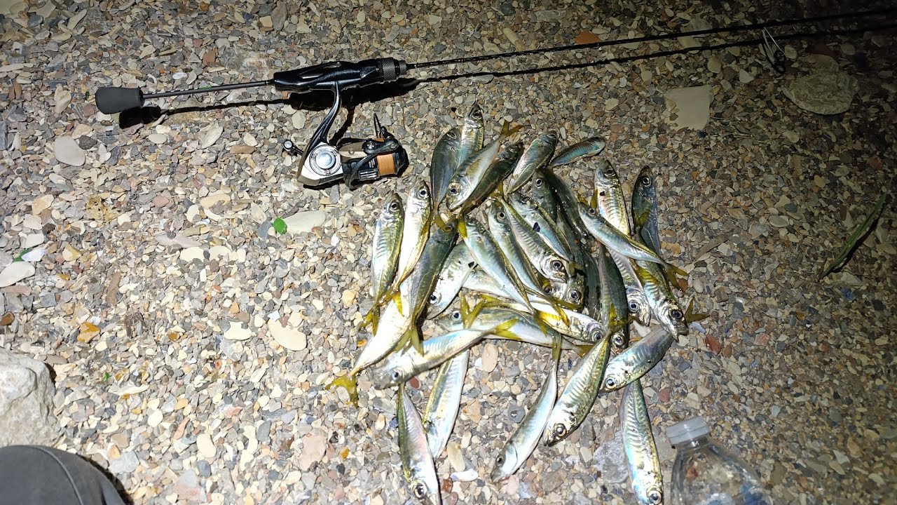 İSTAVRİT Avı 🐟 (🎣Ryuji AJi GAME 0-2 Gr 🎣)