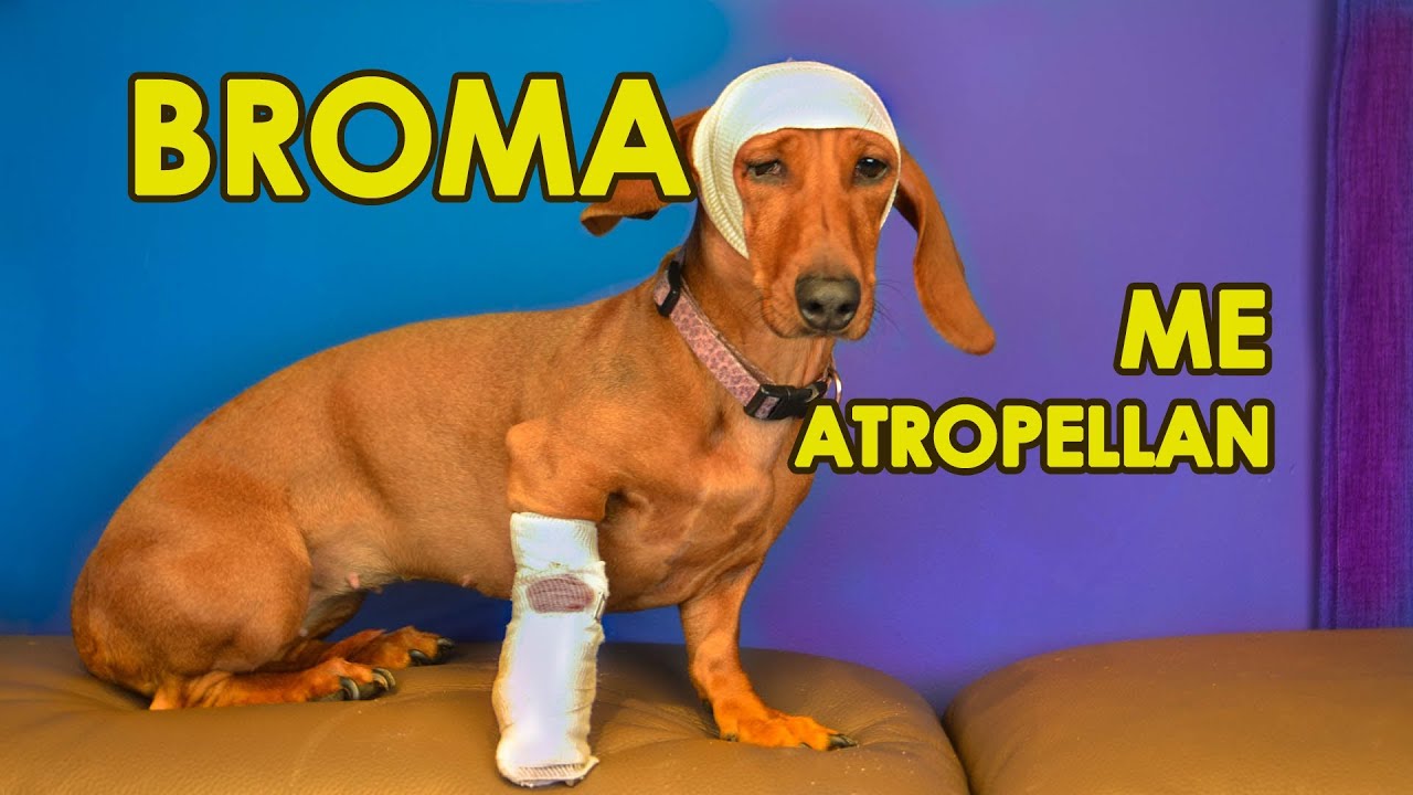 BROMA: ATROPELLARON A NUESTRA PERRITA |  | LOS POLINESIOS BROMAS PLATICA POLINESIA
