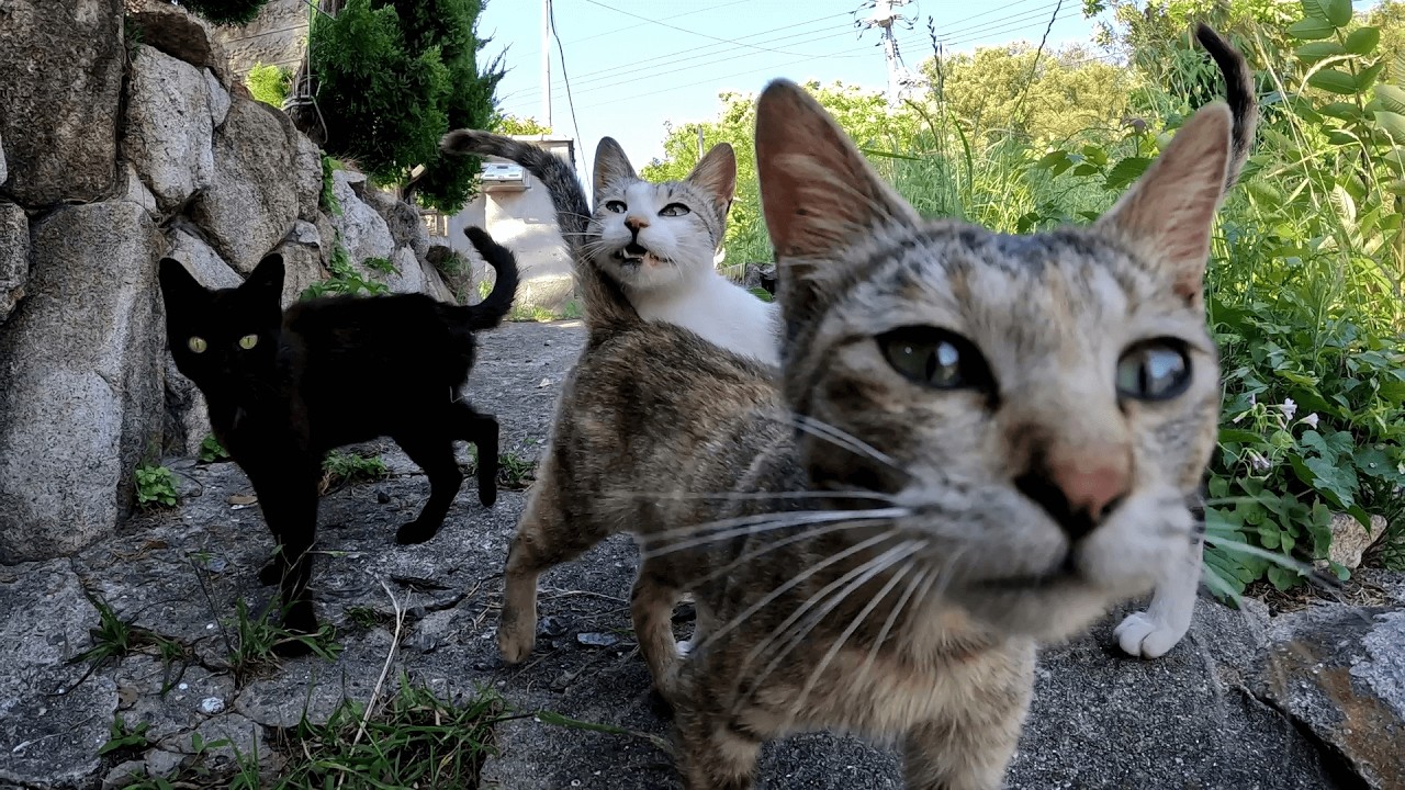 六島　民家の猫たちに追加のご飯を持って行ったら、姿を眩ました私を血眼になって探し回っていた