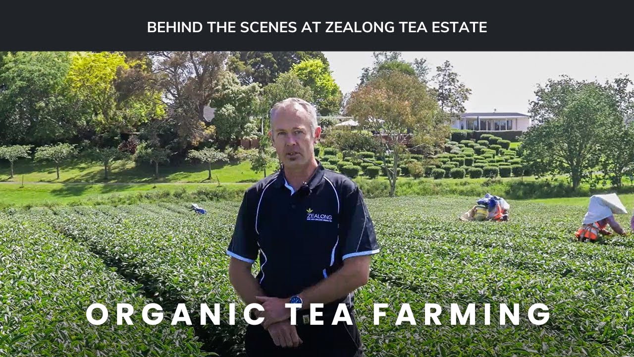 Zealong Behind the Scenes:  Organic Tea Farming
