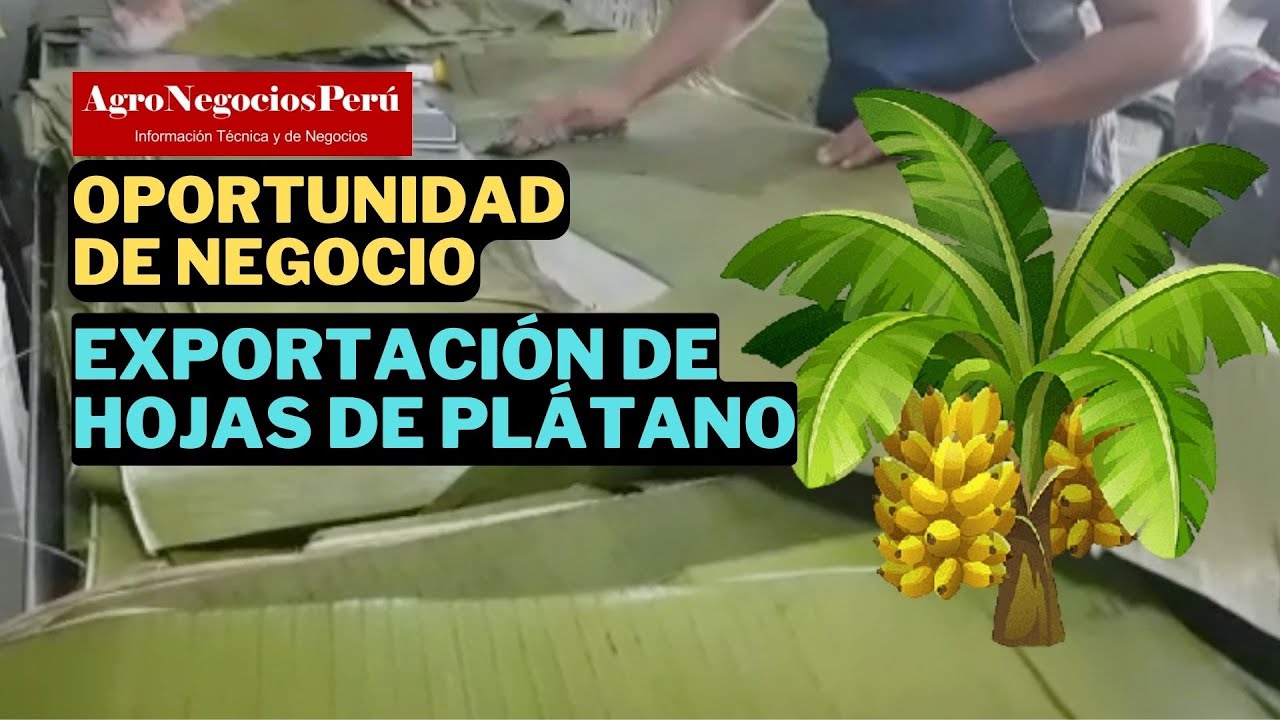 Exportación de hojas de plátano congeladas, oportunidad de negocio