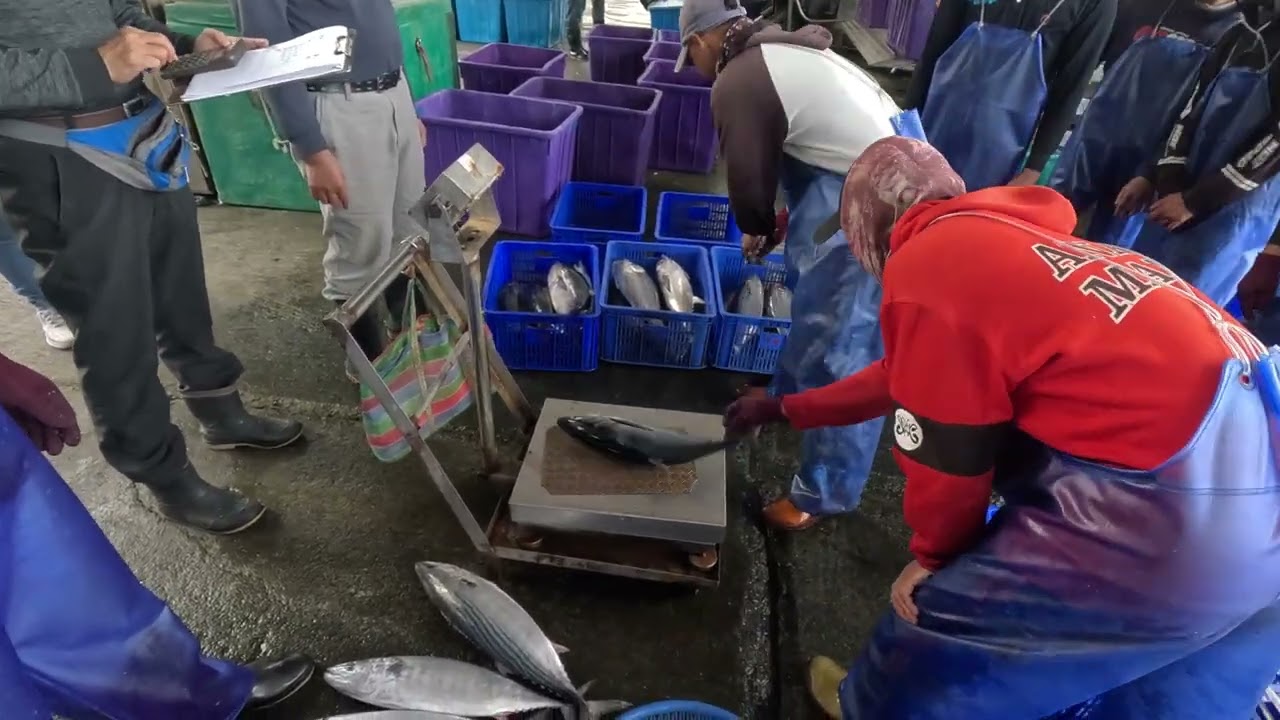 漁港直擊！數百公斤新鮮漁獲堆滿地，看漁民如何光速分揀！ 粉鳥林漁港 定置漁場 fish 5