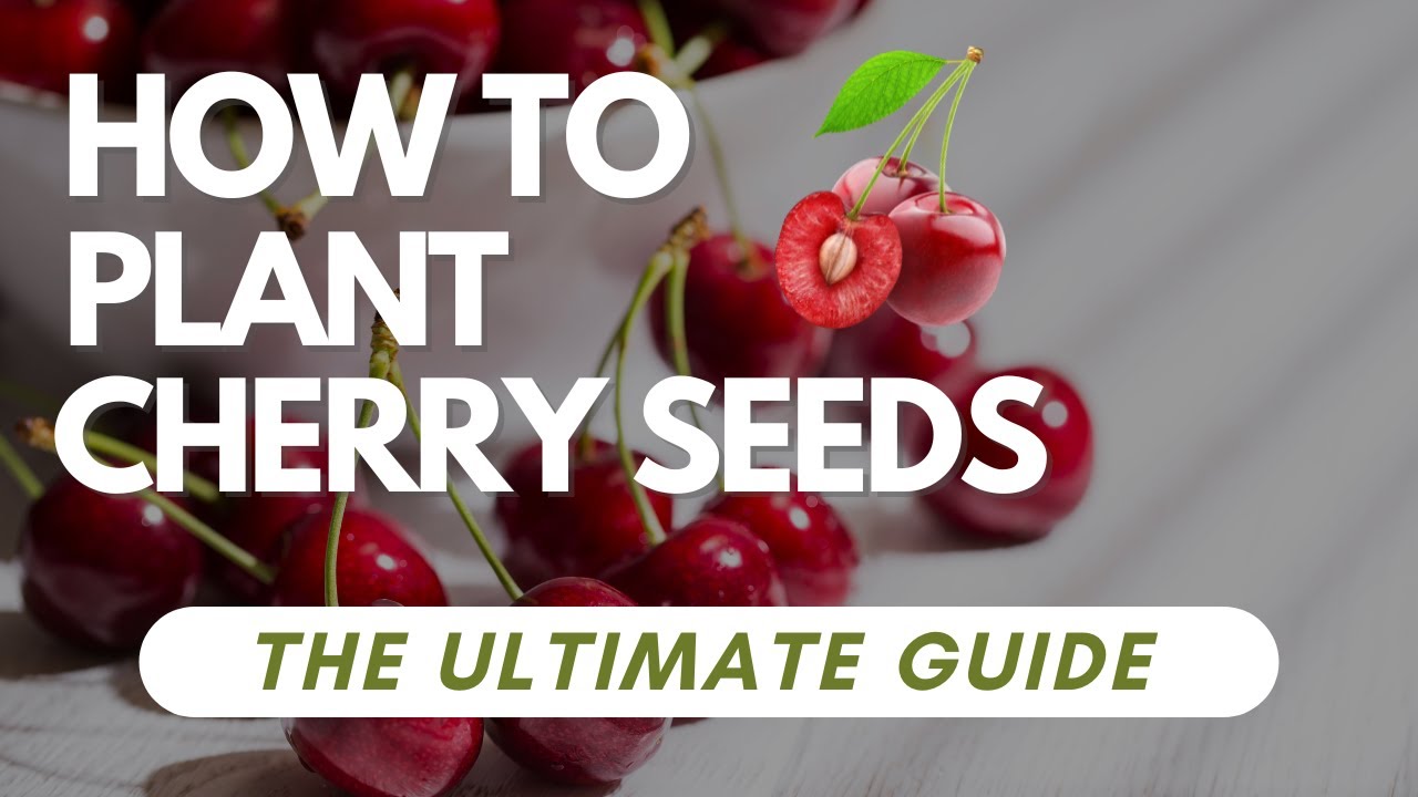 How To Plant Cherry Seeds - The Ultimate Guide