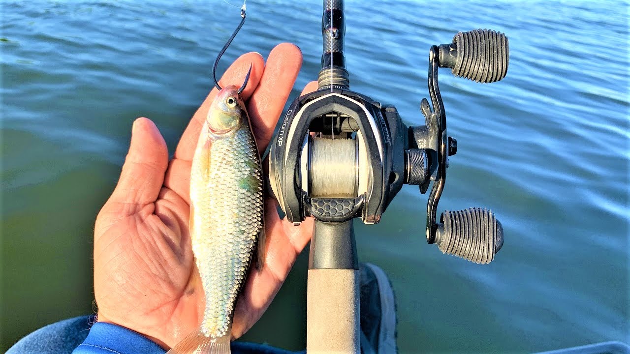 GIANT LIVE SHINERS catch BIG BASS!!