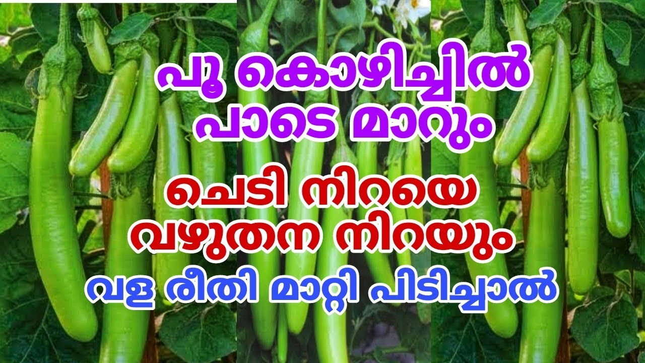 തണ്ടിലും വഴുതനങ്ങ നിറയും | Vazhuthanaga Krishi in Malayalam | Brinjal plant care & Tips