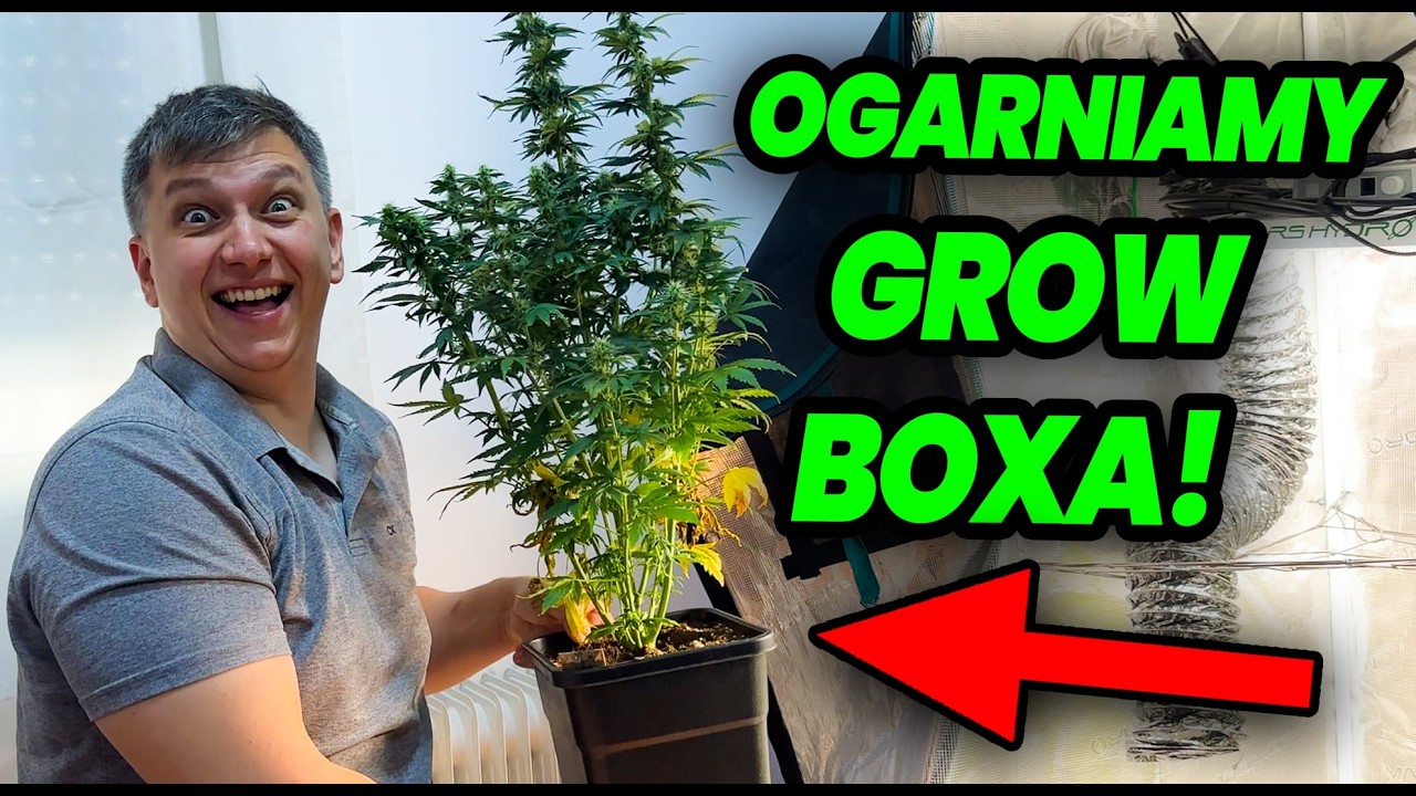 [#VLOG 81] Ponad p&oacute;ł metrowe krzaki marihuany w naszym GROW BOXIE! Weed Station sadzimy zioło w ES