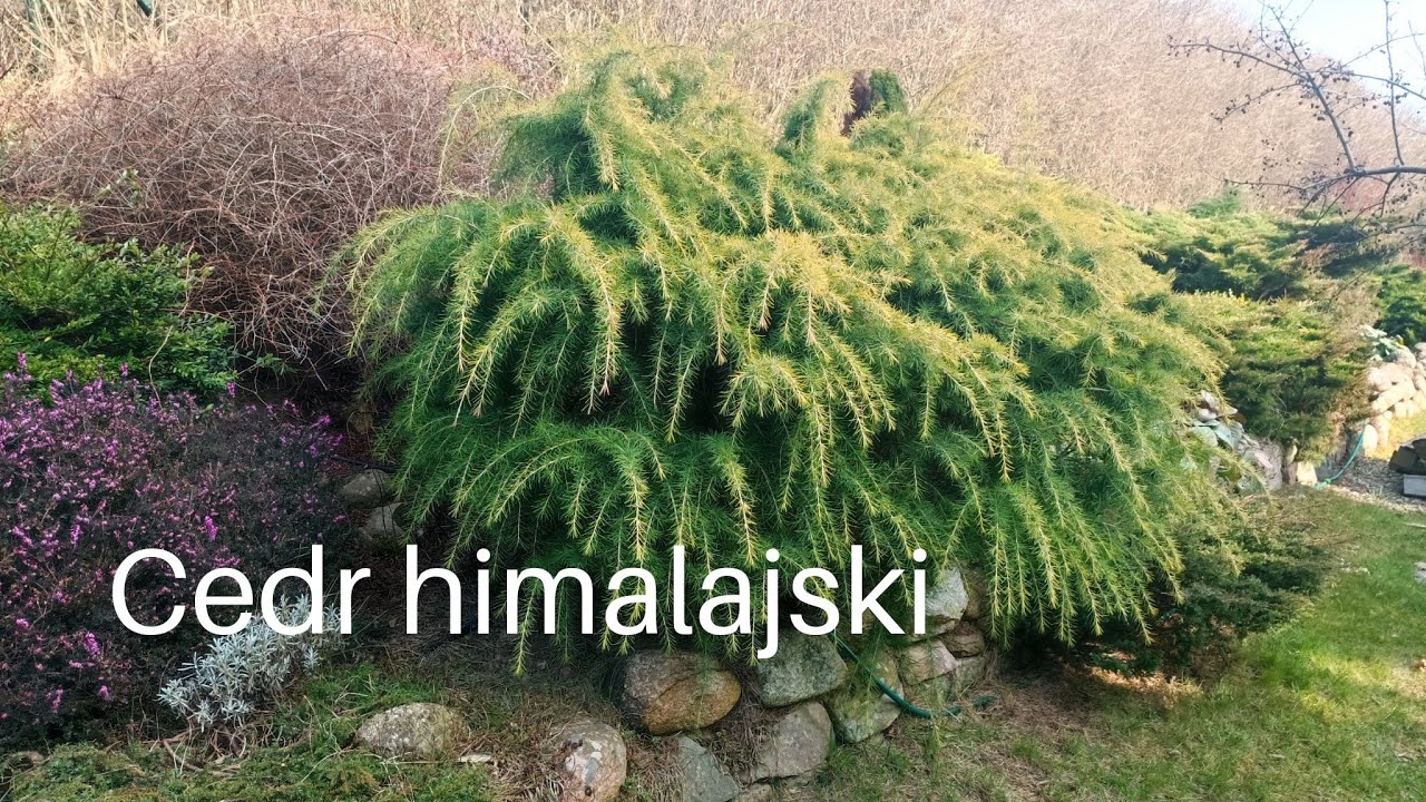 Cedr himalajski Golden Horizon roślina iglasta o pięknych igłach