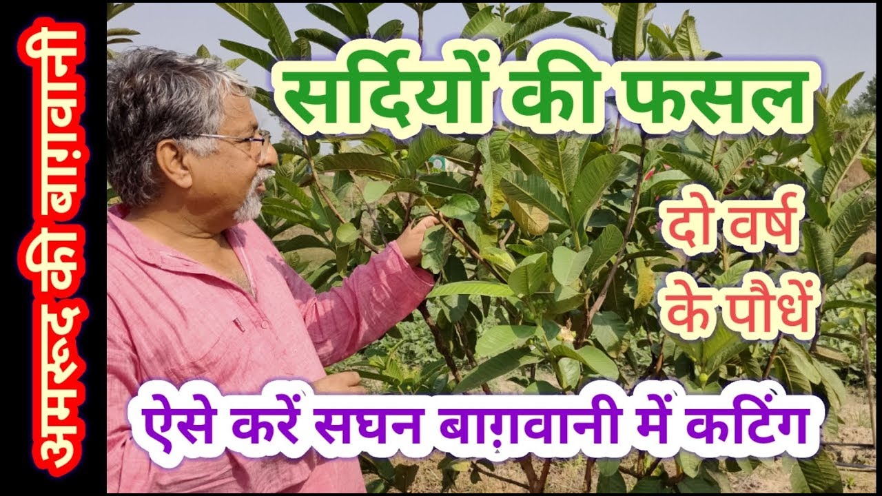 153. सघन बाग़वानी में अमरूद की कटिंग । High Density Pruning in Guava