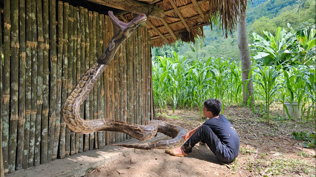 FULL VIDEO: The Orphan Boy was bitten by a giant snake and went to the forest to find food