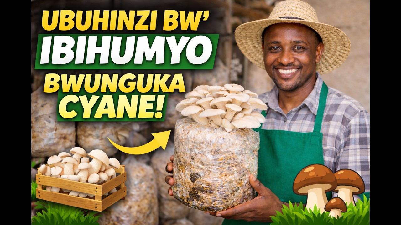 Uburyo Bwiza Bwo Gutera Imigina y’Ibihumyo | Tekinike Zongera Umusaruro
