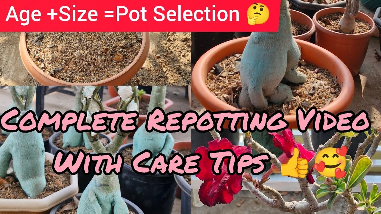 Adenium Repotting Video ❤️ Perfect Pot Selection 👌 Roots Arrangements K Saath Repotting 💯