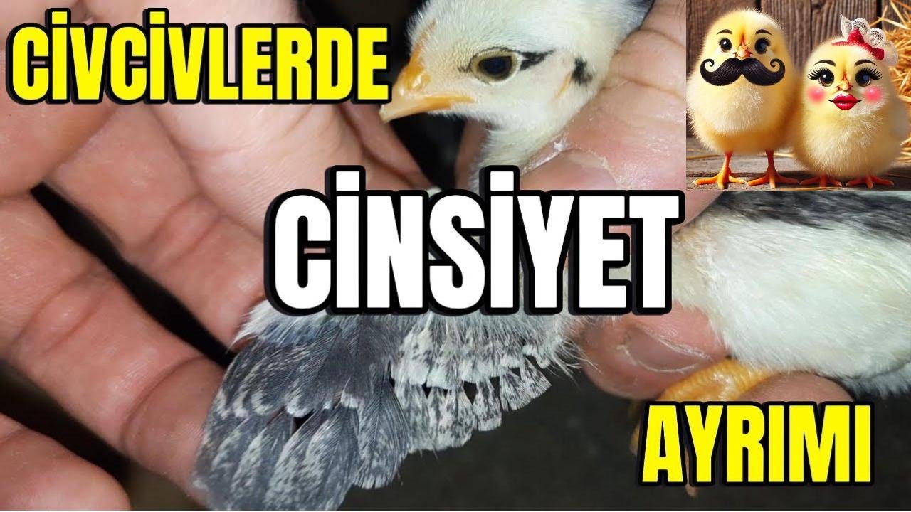 Civcivlerde Cinsiyet Ayrımı Nasıl Yapılır? 🐣 | Erkek mi Dişi mi? | Tavuk ve Horoz Ayırma Yöntemleri