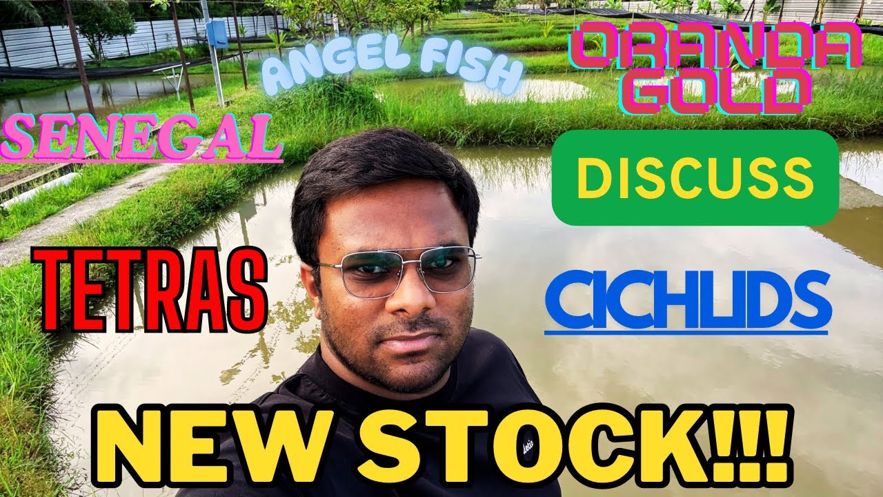 🚨🐠 Fresh Stock Arrived! Limited pieces available – hurry and book yours now!7