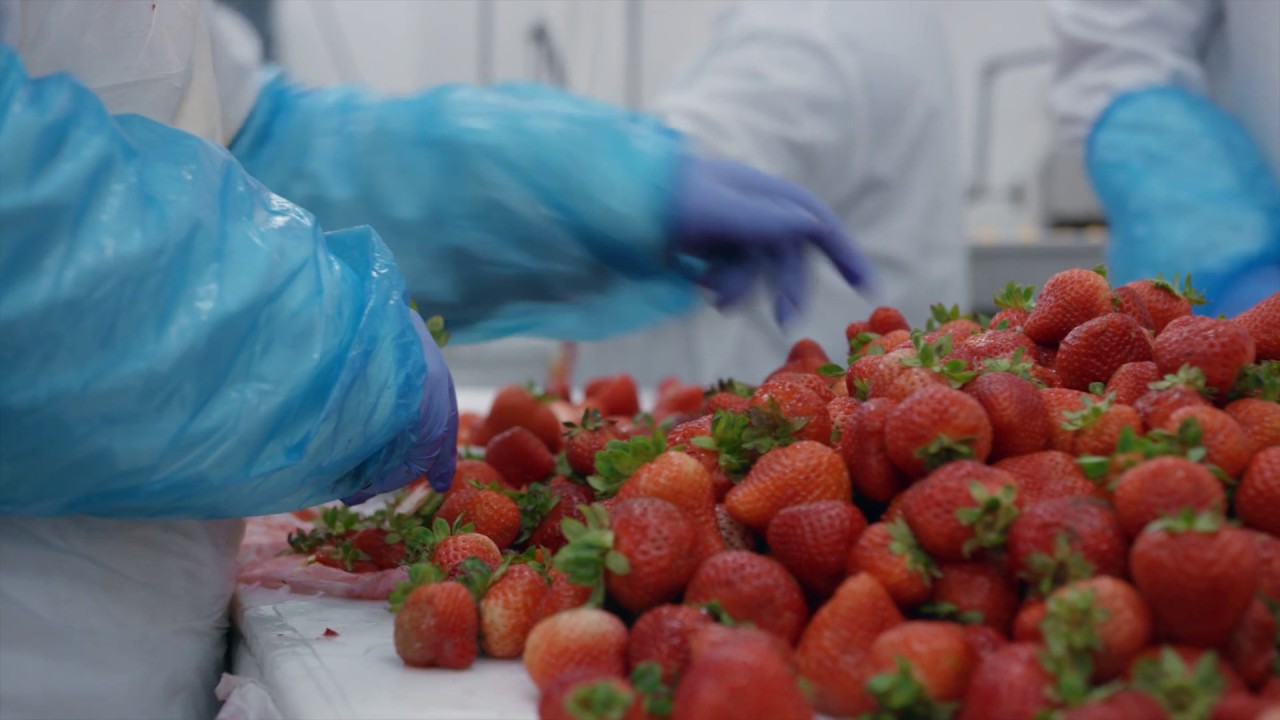How a Fruit Processing Facility Maintains Food Safety Standards: Indianapolis Fruit - Garden Cut