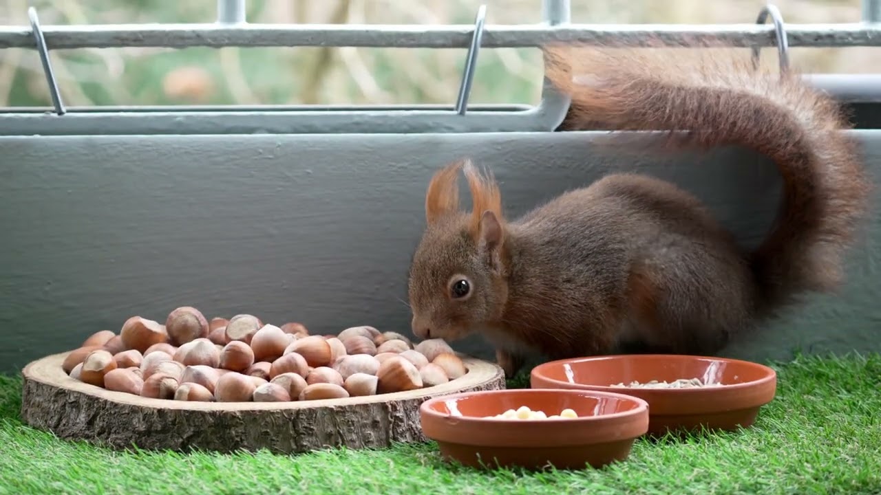 Minihörnchen im Januar 🤔