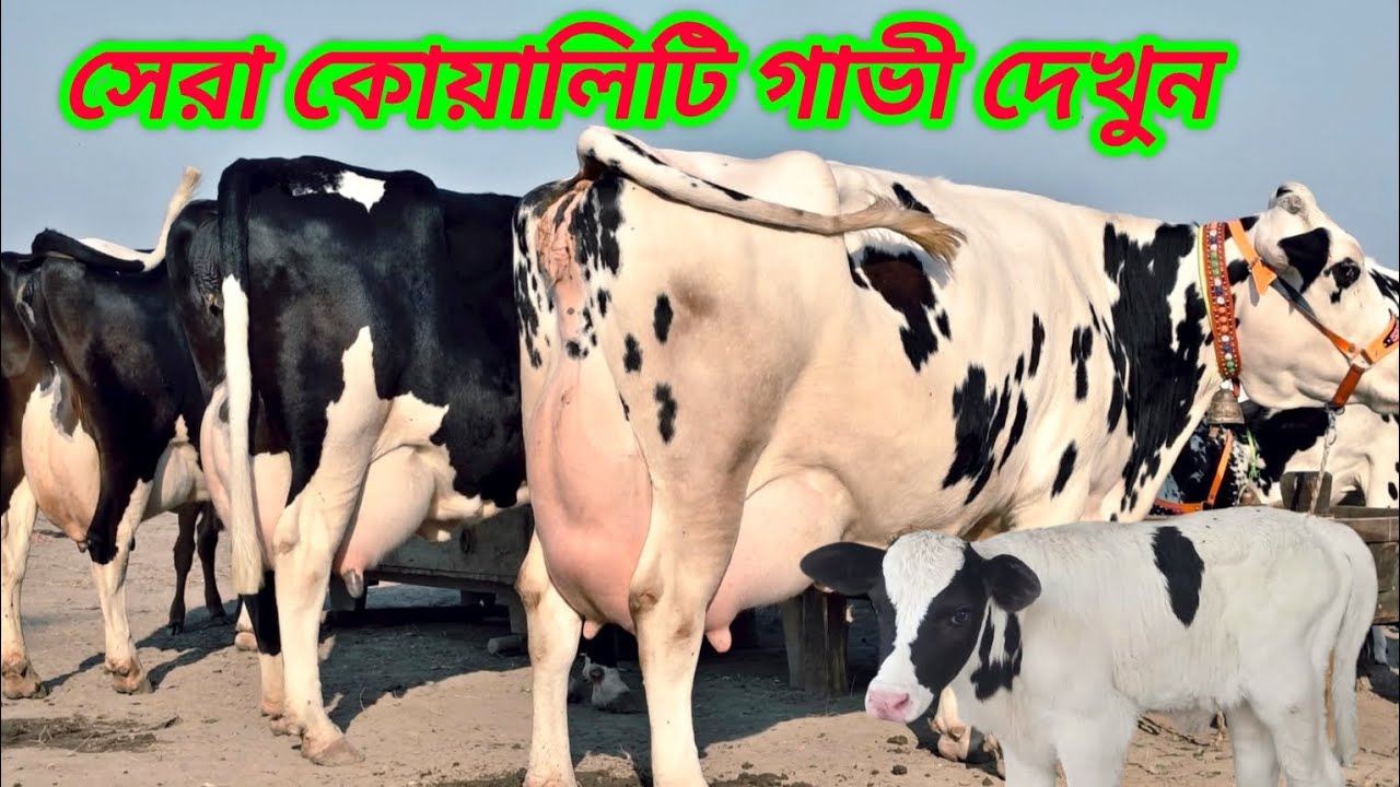 @আজ ২০/১/২০২৬/ সেরা কোয়ালিটি ২৫-৩০ লিটার দুধের গাভী দেখুন। 