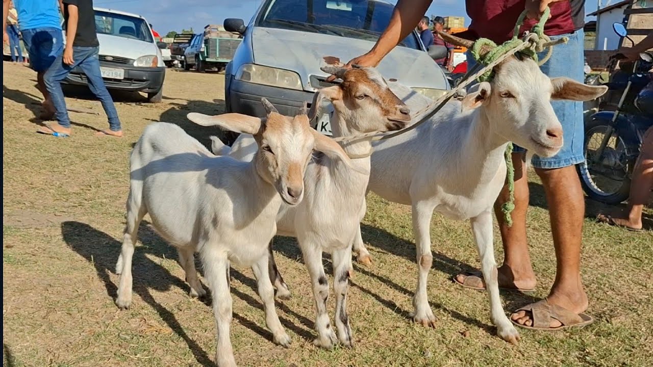 FEIRA DE ANIMAIS DE LAGOA DE PEDRAS-RN 29.12.2025