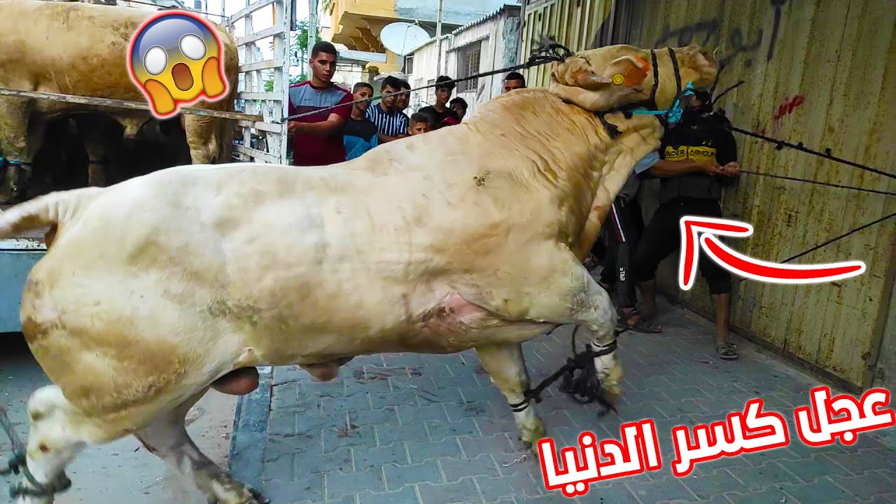تنزيل عجل مجنون كسر الدنيا لعائلة القدرة