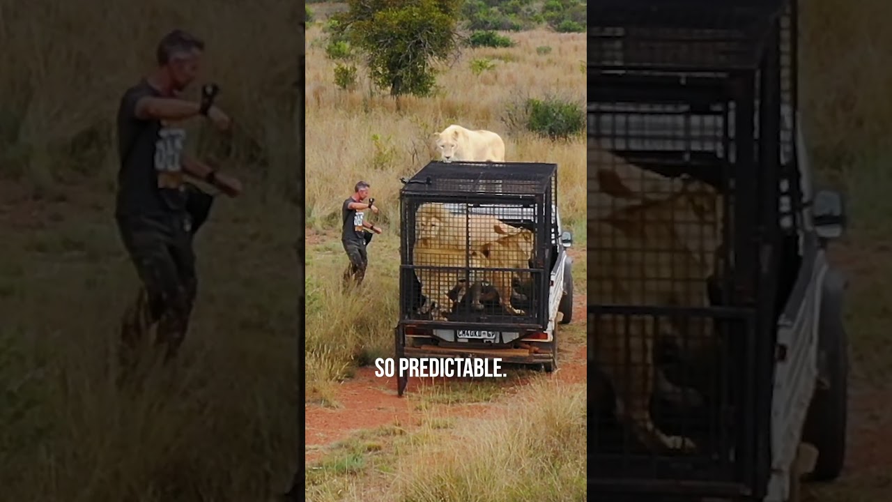 6 Lions Cause CHAOS!&nbsp;#lion #animal #wildlife