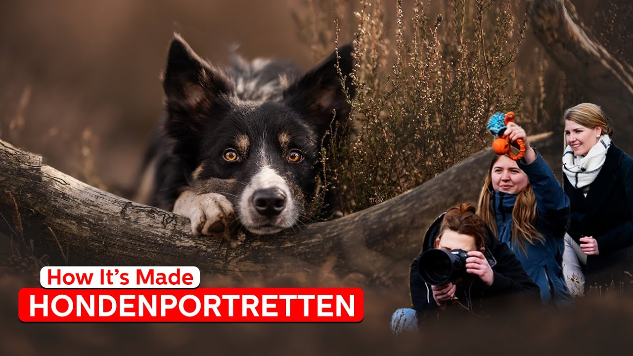 Zo fotografeert Lotte hondenportretten! | How It's Made | Zoom.nl | #17