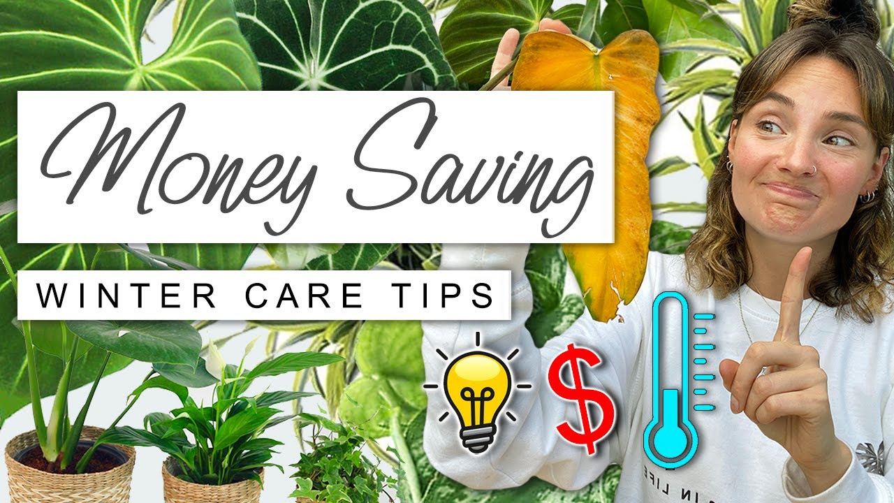 Spend Less + Keep Your Houseplants THRIVING This Winter ❄️ Money Saving Winter House Plant Tips 🌿