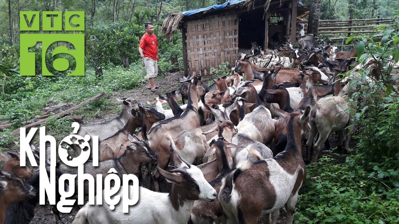 Chặt bỏ cây chè, 8X chi 300 triệu nuôi dê Nam Phi | Khởi nghiệp 580 | VTC16