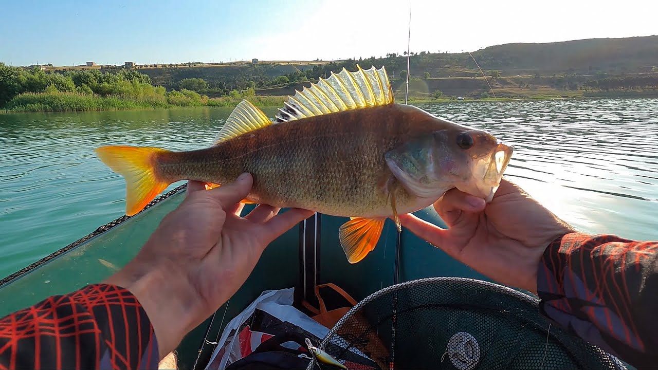 დიდი ღორმუცელა ქორჭილები 🎣 ძალიან მაგარი თევზაობა ვობლერებით😎ნავიდან თბილისის ზღვაზე .2023 ივლისი.