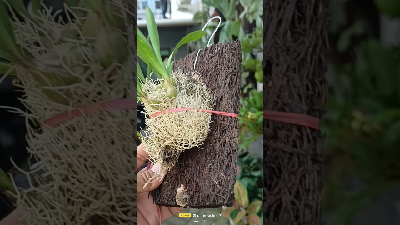 Paket murah 6 jenis anggrek untuk pemula