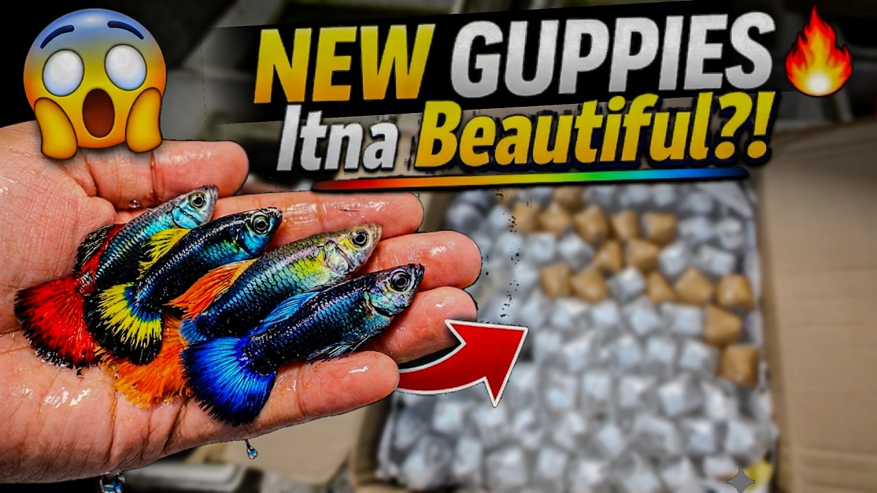 Premium Guppy Fish Stock | Farm का Latest Collection