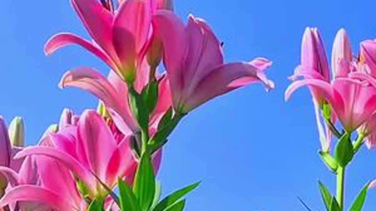 #捕捉身边滴美好 #观赏花卉