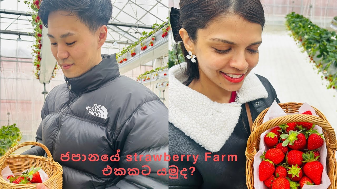තමන් කැමති ස්ට්‍රෝබෙරි ඕන තරම් කඩාගන්න පුලුවන් ෆාම් එකකට යමු | හිම වැටෙන දවසක date එකක් | Nayomichan
