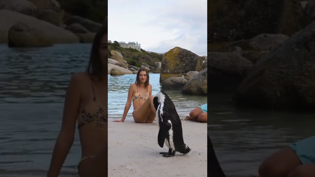 Come and see the penguins of Cape Town with Africa Golf Safari! #bouldersbeachpenguin #capetown