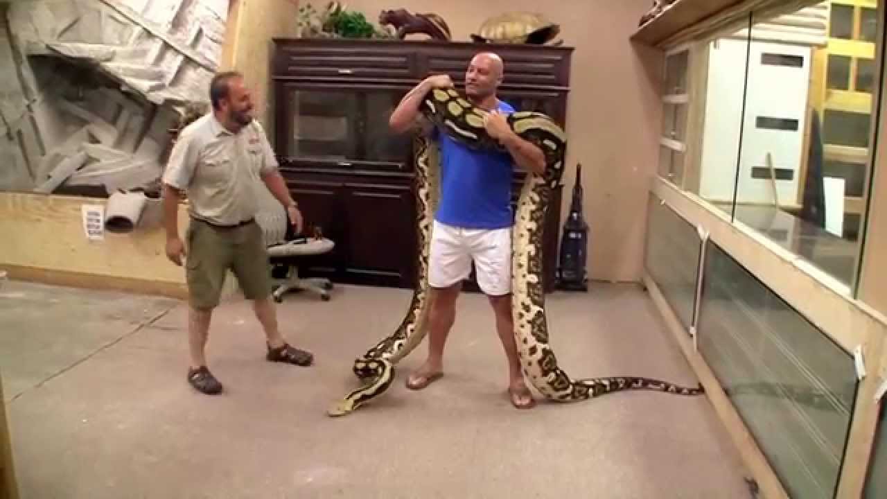 GIANT Pythons at Prehistoric Pets