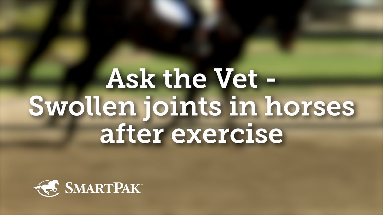 Ask the Vet - Swollen joints in horses after exercise