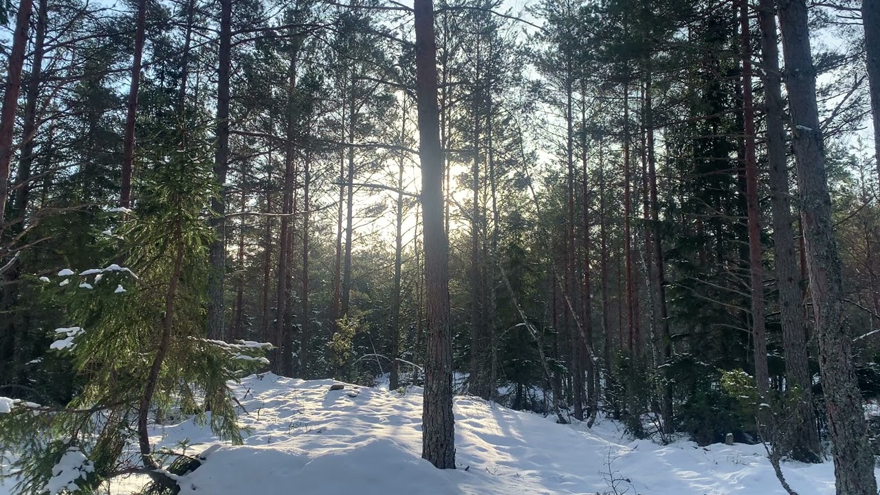 Swedish Winter Forest (1080p 30fps)