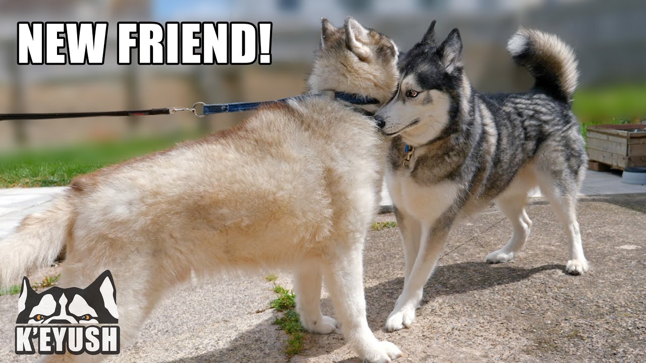 Key Talks To His NEW HUSKY FRIEND! He’s So Happy!
