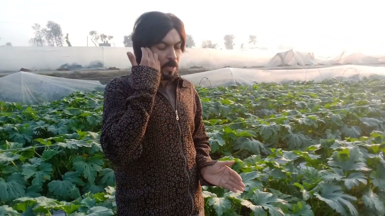 Bottle gourd tunnel farming || Amazing sowing method of bottle gourd farming || Maru kadu ki fasal