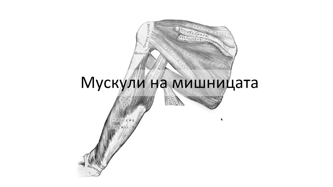 Мускули на мишницата (2:34) ┃teoriyata.com