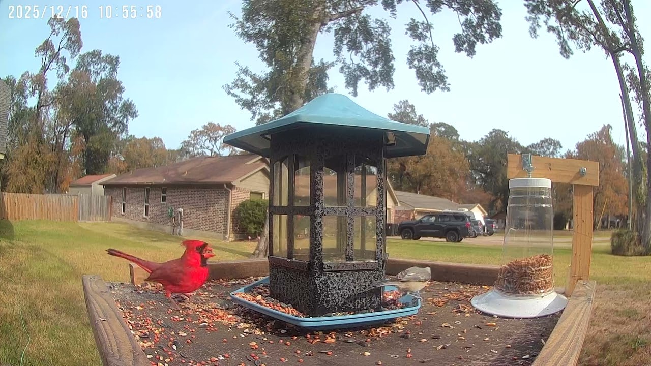 Rick's Birdies 121625 10:56